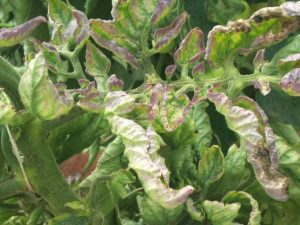 Phytophthora
