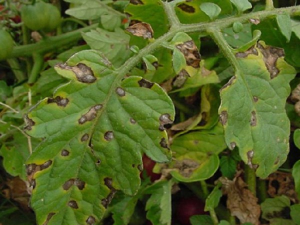 rajčica alternaria