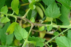 The initial stage of late blight disease