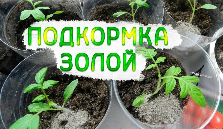 Top dressing tomato ash