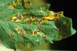 Septoria