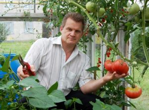 Tomato crop