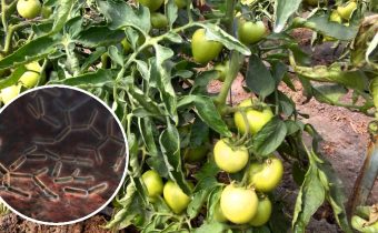 Tomato bacteriosis (Bacterial wilt)