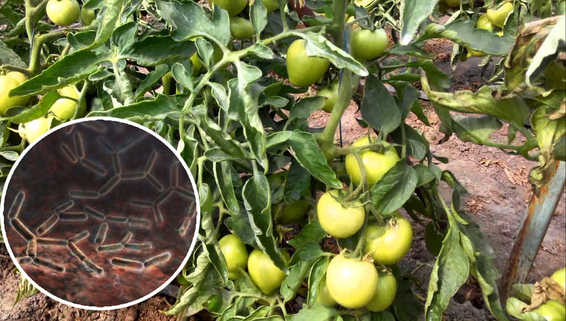 Tomato bacteriosis (Bacterial wilt)