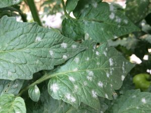 Septoriosis white leaf spot