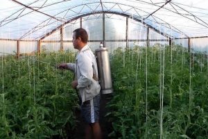 Processing tomatoes from phytophthora
