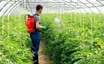 man processes tomatoes