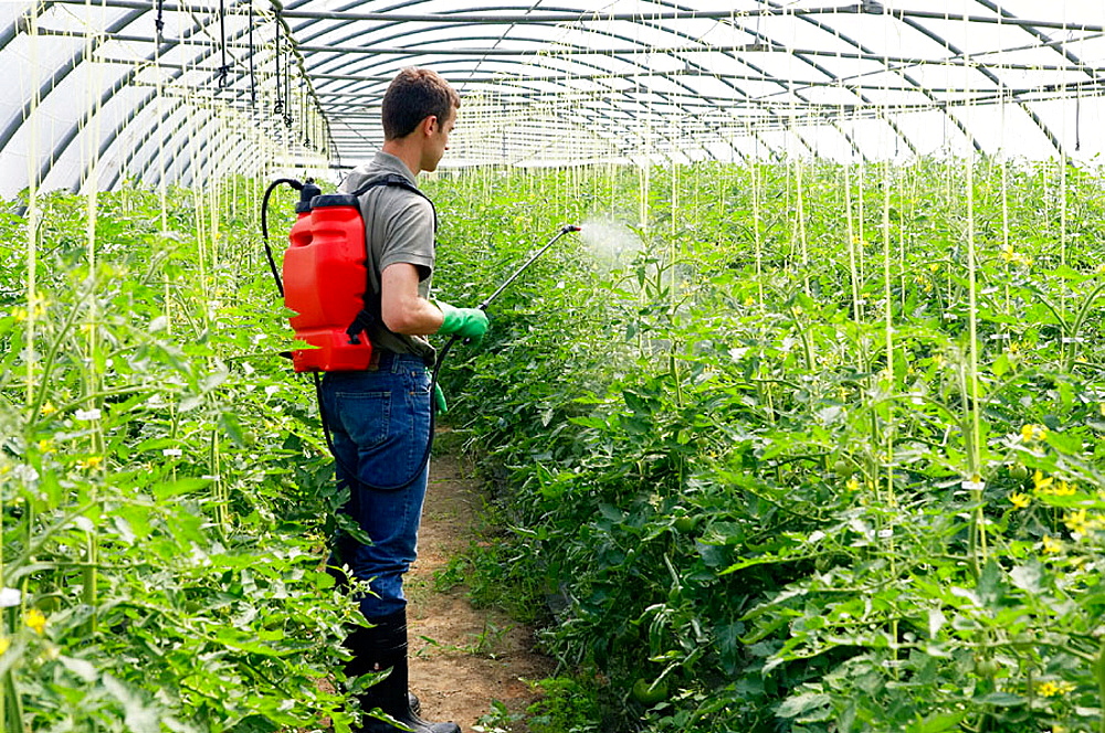 man processes tomatoes