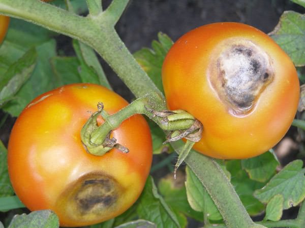 Brown rot
