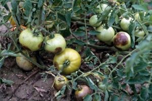 tomatoes turn black