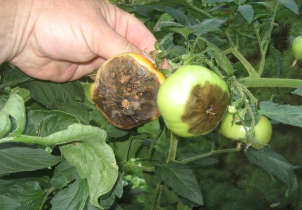 why do tomatoes turn black