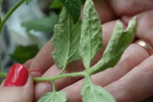 affected tomato leaves