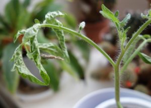 sick tomato seedlings edema