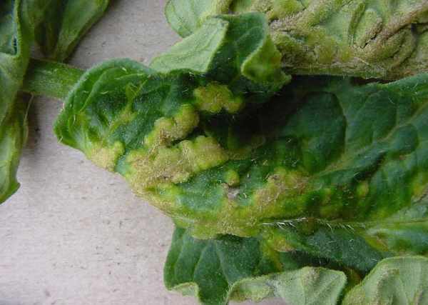 tomato-affected leaf sheet