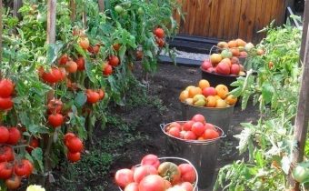 Tomato crop