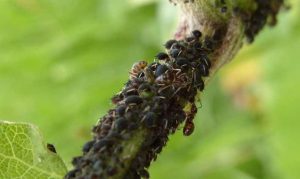 aphid
