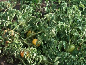 Tomatoes affected by aphids