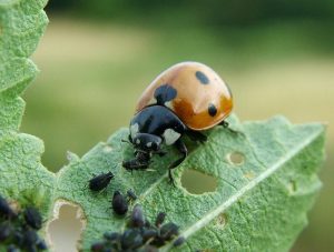 Ladybug from aphid