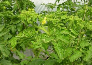 chlorotic curliness