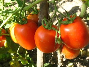 ripe tomatoes