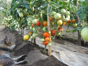 tomatoes on the garden
