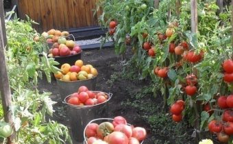 tomatoes