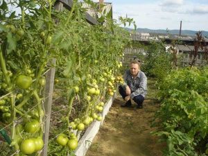 tomatoes