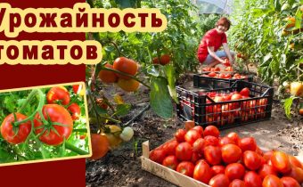 How to increase the fruiting of tomatoes