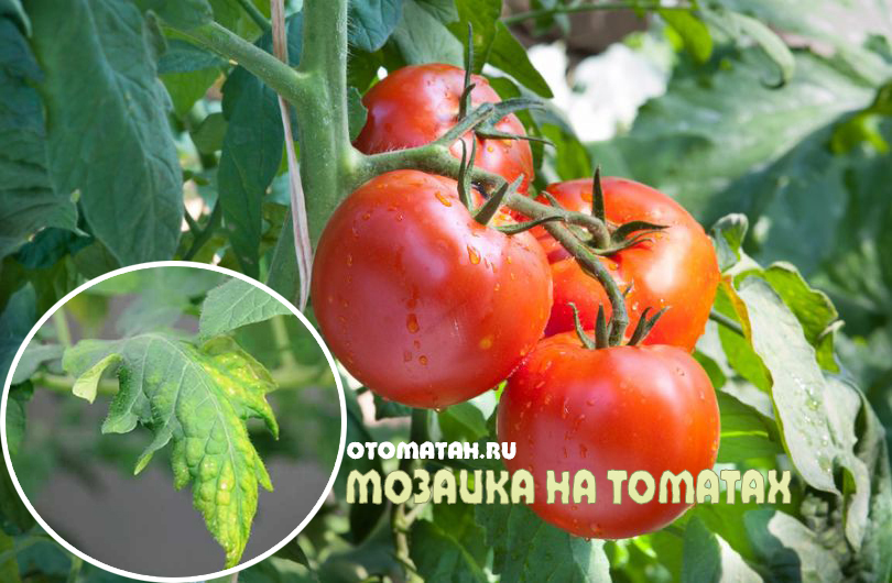 Tomato Mosaic Virus