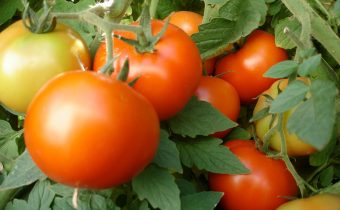 Ammonia for tomato