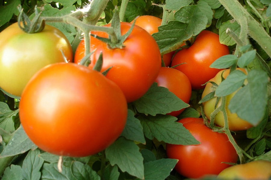 Ammonia for tomato