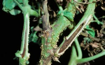 tomato stem necrosis