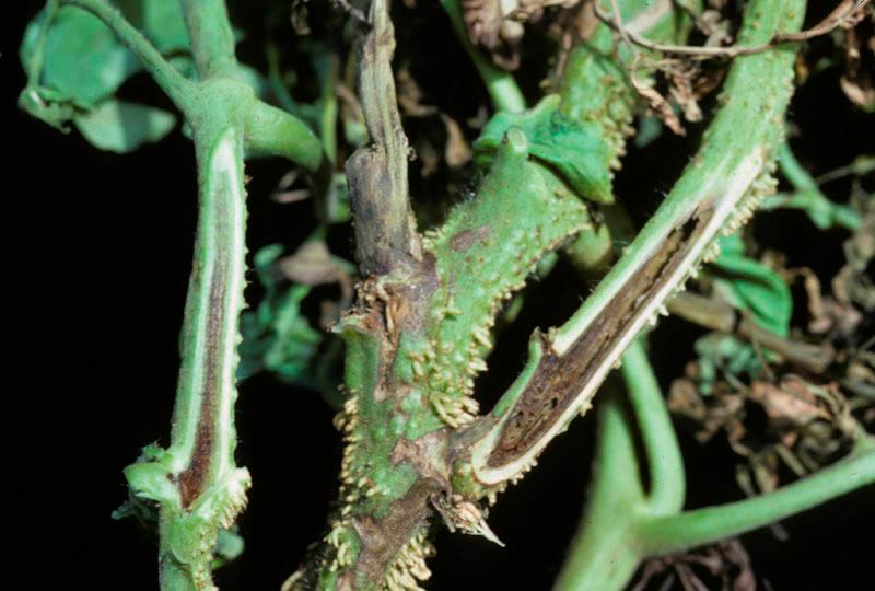 tomato stem necrosis