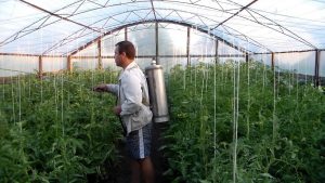 Tomato processing