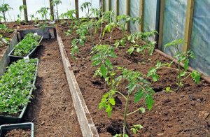 planting care