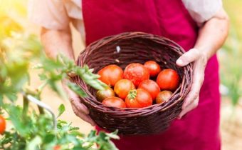 To tomatoes were large
