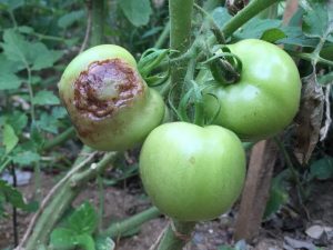 green tomatoes