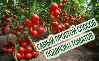 Tie tomatoes in a greenhouse