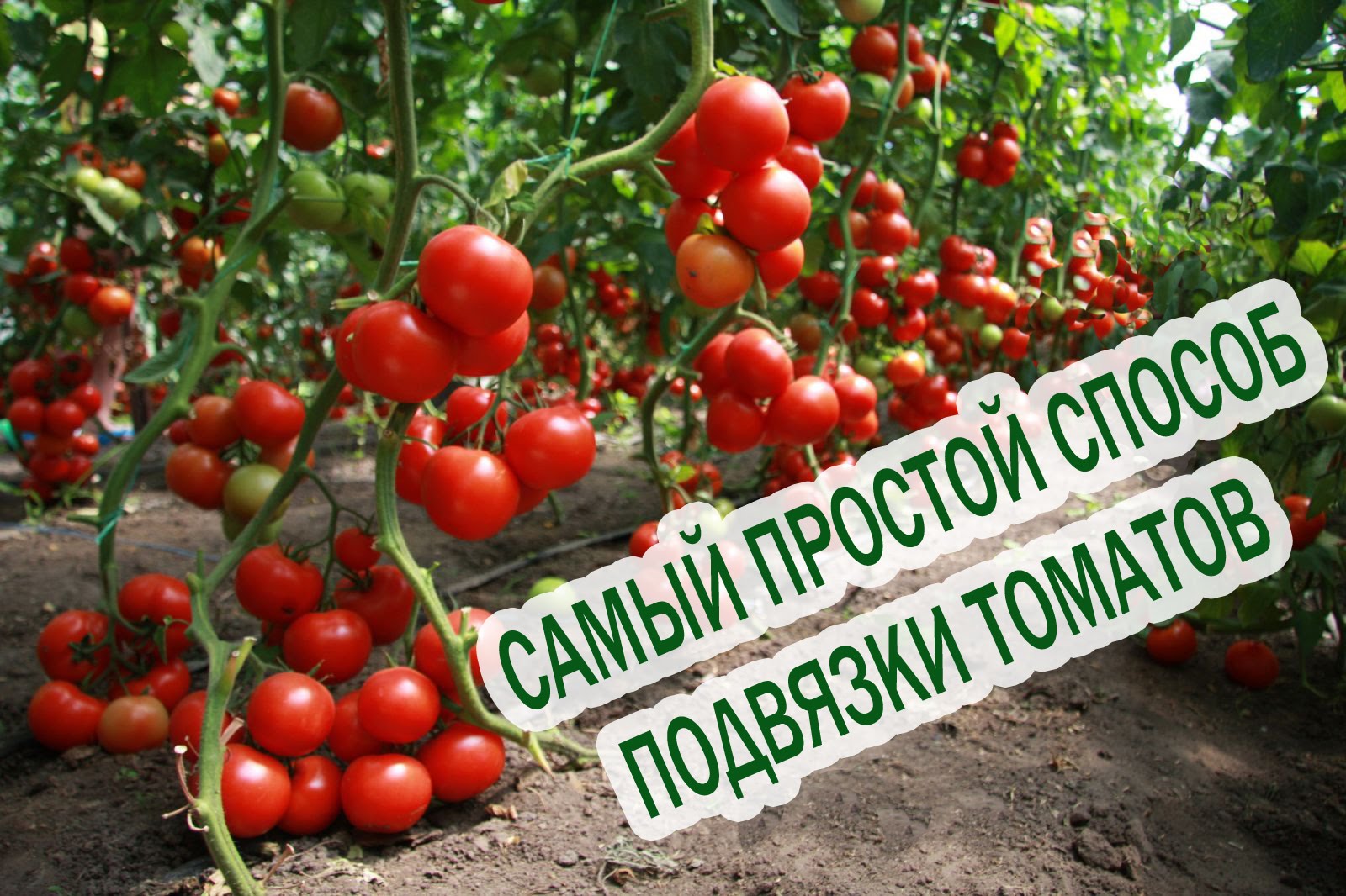 Tie tomatoes in a greenhouse
