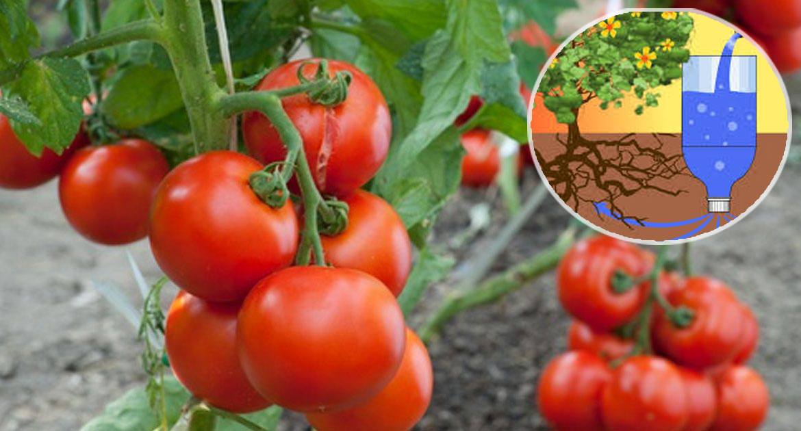 Drip irrigation of tomatoes in bottles