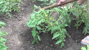 loosening tomatoes