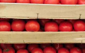 tomatoes in boxes