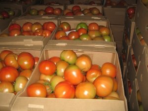 Tomatoes in boxes