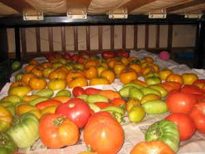 ripening in the shade