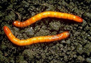 wireworm