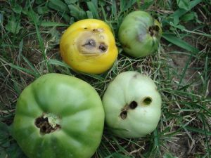 spoiled tomatoes