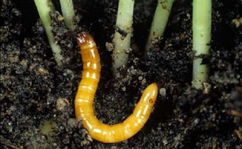 wireworm