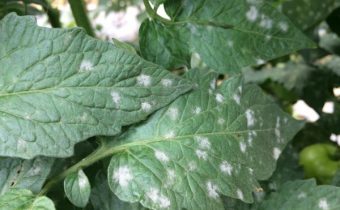 silvery spots on the leaves of tomatoes