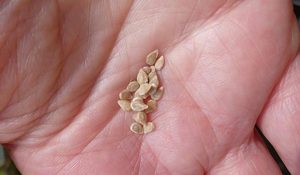 tomato seeds