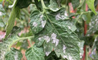 diseased tomato